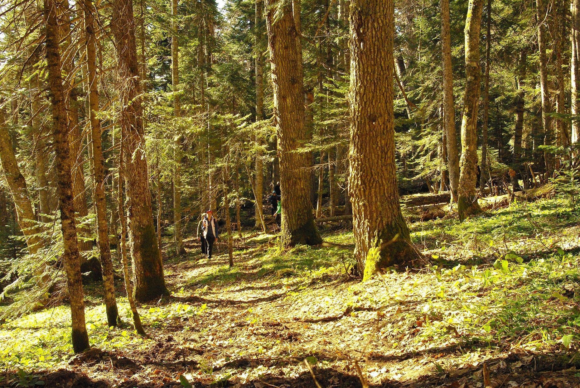 Пешая прогулка в верховья реки Курджипс
