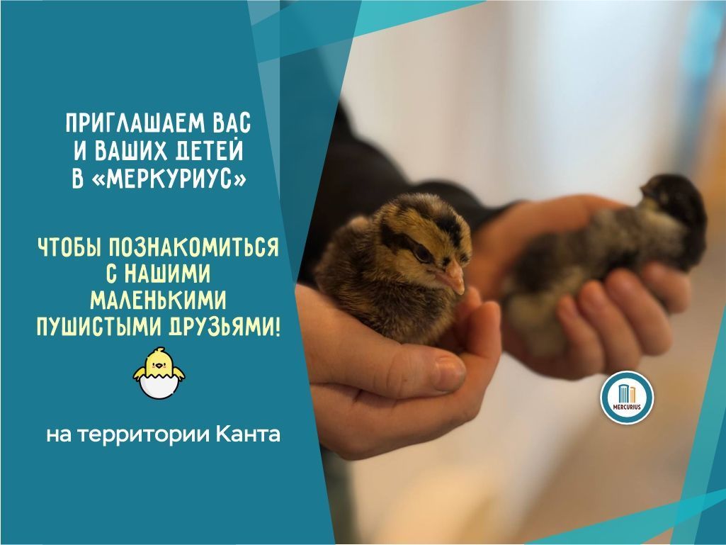 В "Меркуриусе" настоящее чудо! 