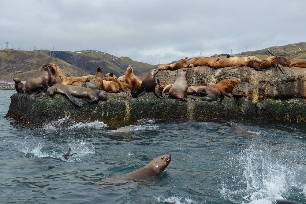 Морская прогулка на лодках, полуостров Чирип. Белые скалы, Охотское море.