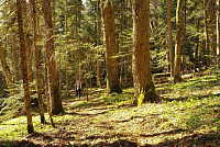 Пешая прогулка в верховья реки Курджипс