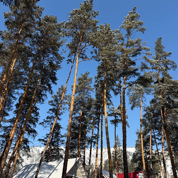 Алтай для взрослых