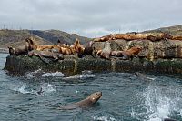 Морская прогулка на лодках, полуостров Чирип. Белые скалы, Охотское море.
